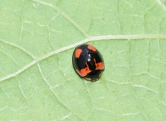 Cheilomenes sexmaculata