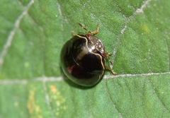 Brachyplatys subaeneus