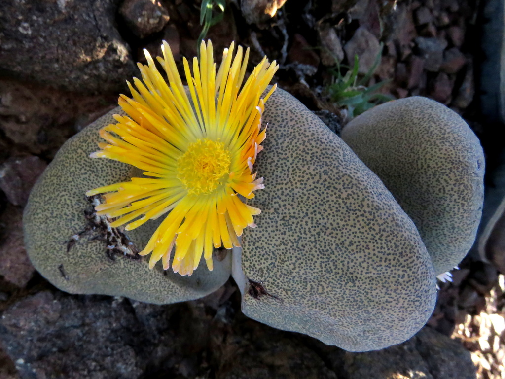 Stone Quaggafig