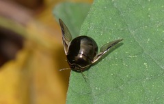 Brachyplatys subaeneus