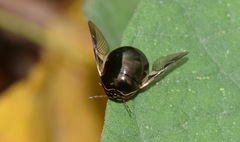 Brachyplatys subaeneus