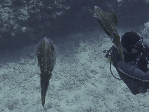 Caribbean reef squid