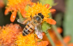 Apis mellifera