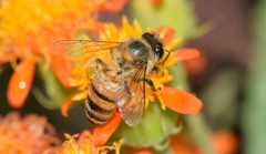 Apis mellifera