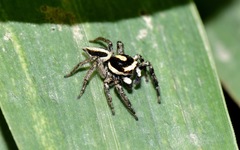 Leptofreya