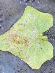 Epilachna varivestis