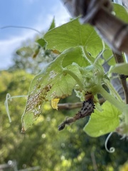 Epilachna varivestis