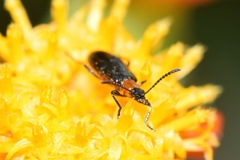 Coleoptera