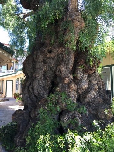 Schinus molle