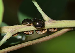 Brachyplatys subaeneus