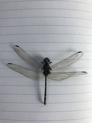 Dythemis nigra