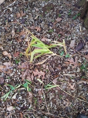 Iris domestica
