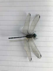 Dythemis nigra