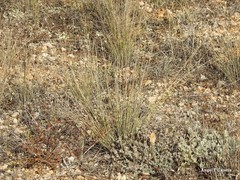 Teucrium gnaphalodes