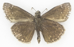 Erynnis persius