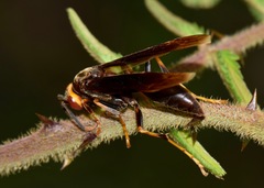 Polistes infuscatus