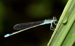 Coenagrionidae