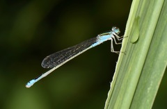 Coenagrionidae