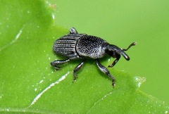 Polytus mellerborgii