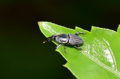 Polytus mellerborgii