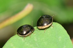 Brachyplatys subaeneus