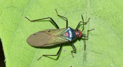 Sphictyrtus sumtuosus