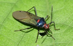 Sphictyrtus sumtuosus