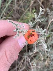 Sphaeralcea australis