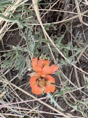 Sphaeralcea australis