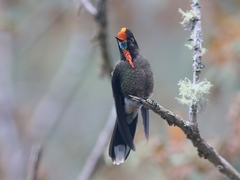 Chalcostigma herrani