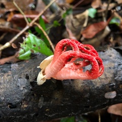 Clathrus