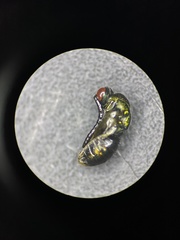 Andricus vacciniifoliae