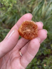 Andricus vacciniifoliae