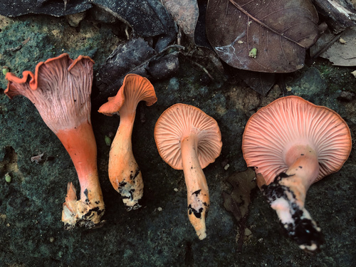 Flamingo Chanterelle