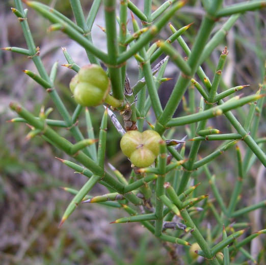 Colletia