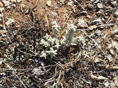 Teucrium gnaphalodes