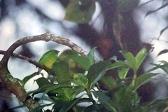 Chlorophonia occipitalis