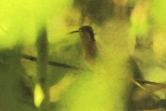 Phaethornis longirostris