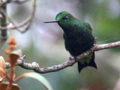 Western Emerald photo 4