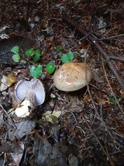 Cortinarius glaucopus