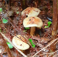 Cortinarius glaucopus