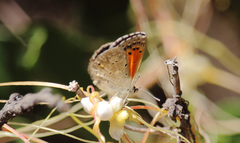Pseudolucia chilensis
