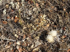 Teucrium gnaphalodes