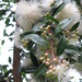 Syzygium smithii - Photo (c) wamblicious,  זכויות יוצרים חלקיות (CC BY-NC-SA)