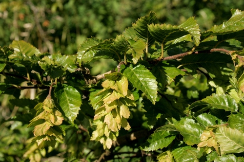 Japanese hornbeam