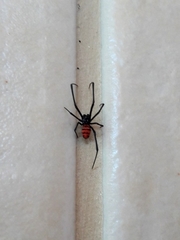 Latrodectus curacaviensis