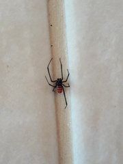 Latrodectus curacaviensis