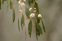 Eucalyptus ovata