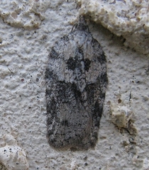 Acleris maximana