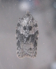 Acleris maximana